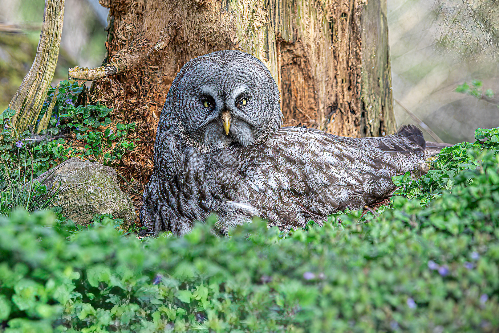 Tierpark Goldau